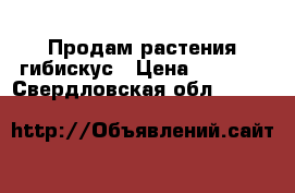 Продам растения гибискус › Цена ­ 1 000 - Свердловская обл.  »    